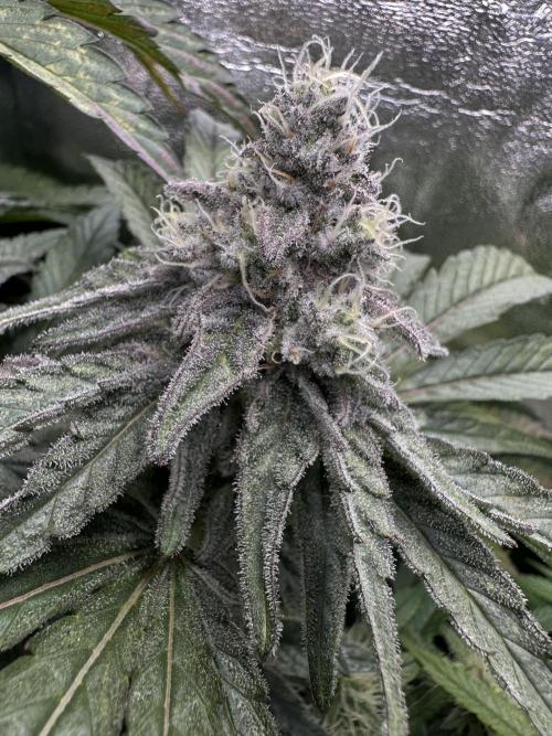 Big Hy-Pro buds for new years eve !. Week 7 - Mimosa EVO