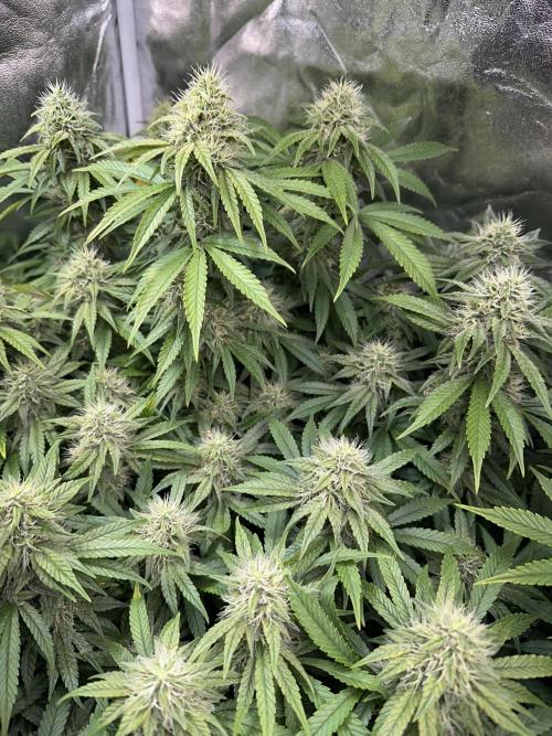 Big Hy-Pro buds for new years eve !. Week 7 - Jack Herer