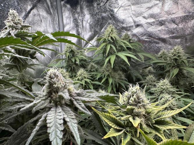 Big Hy-Pro buds for new years eve !. Week 7 - All three of them