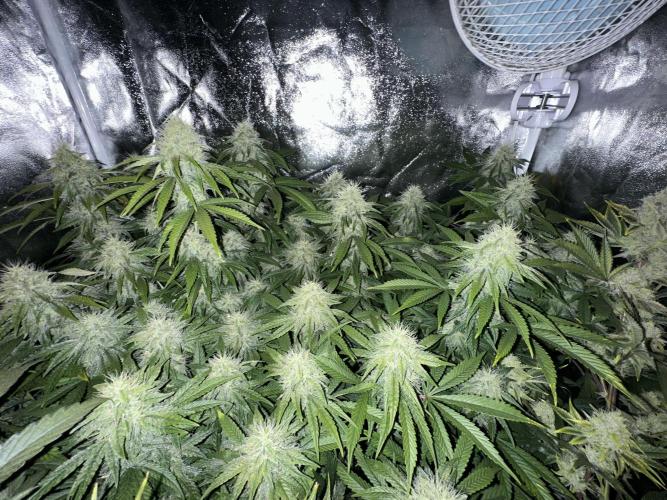 Big Hy-Pro buds for new years eve !. Week 7 - Jack Herer