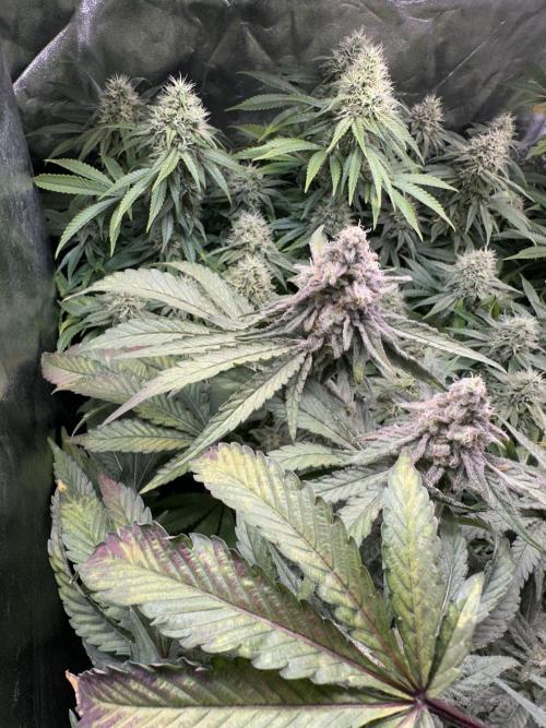 Big Hy-Pro buds for new years eve !. Week 8 - Mimosa EVO 