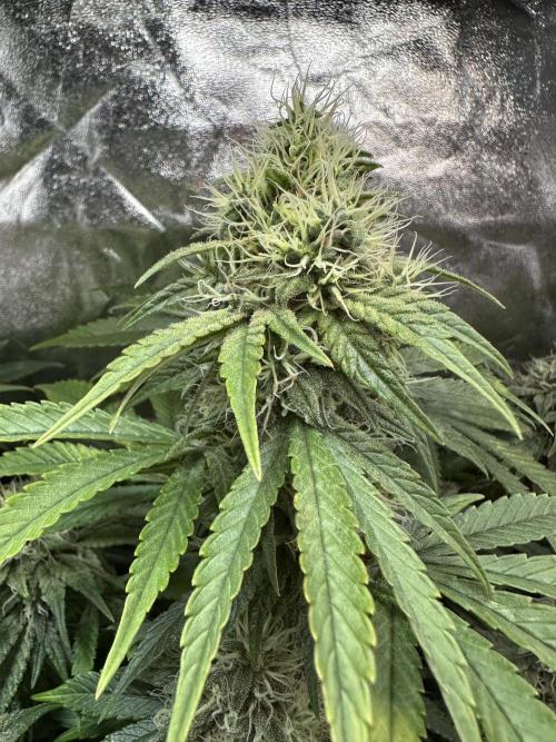 Big Hy-Pro buds for new years eve !. Week 8 - Jack Herer