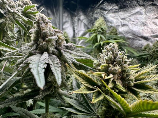 Big Hy-Pro buds for new years eve !. Week 8 - All of them