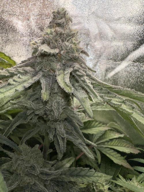 Big Hy-Pro buds for new years eve !. Week 8 - Mimosa EVO