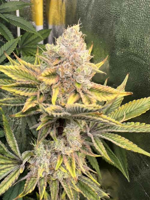 Big Hy-Pro buds for new years eve !. Week 8 - Blueberry