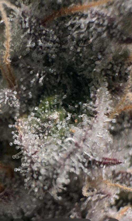 Big Hy-Pro buds for new years eve !. Week 8 - Mimosa EVO Trichomes