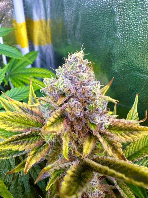 Big Hy-Pro buds for new years eve !. Week 8 - Blueberry