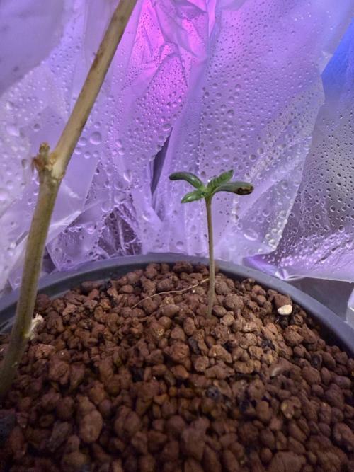 The tale of Hy-Pro and my SuperStrains!. Week 0 - GSC