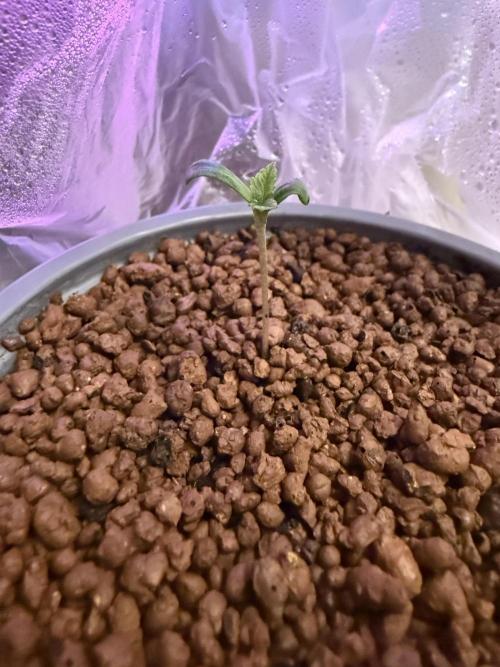 The tale of Hy-Pro and my SuperStrains!. Week 0 - Oreoz