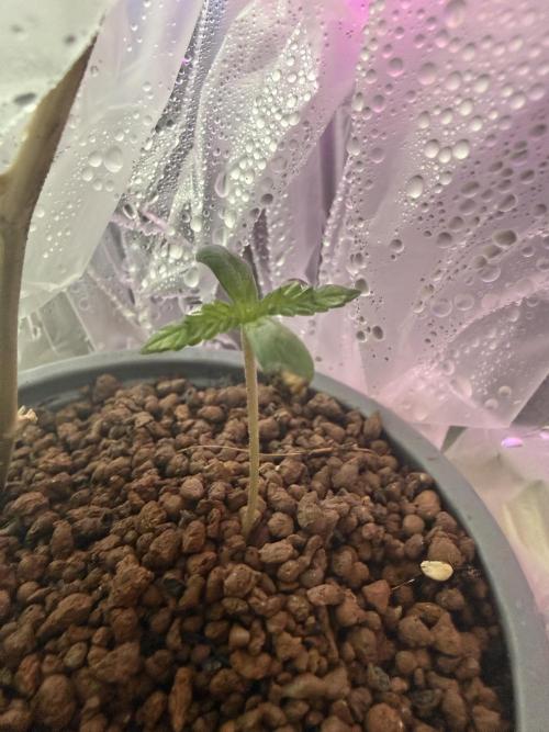 The tale of Hy-Pro and my SuperStrains!. Week 0 - Permanent Marker