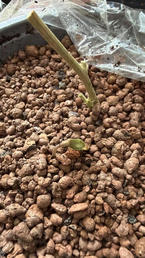 The tale of Hy-Pro and my SuperStrains!. Week 0 - GSC