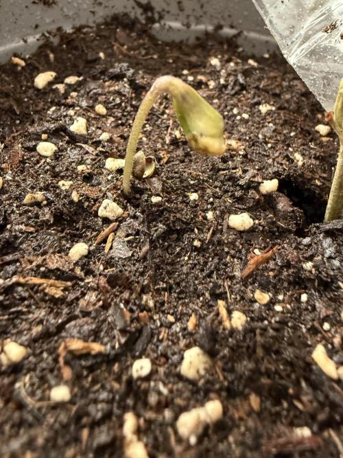The tale of Hy-Pro and my SuperStrains!. Week 0 - Permanent Marker