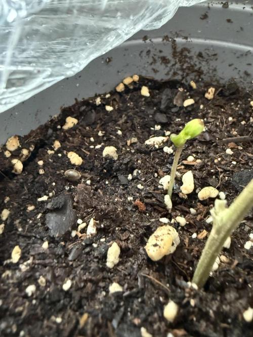 The tale of Hy-Pro and my SuperStrains!. Week 0 - Oreoz