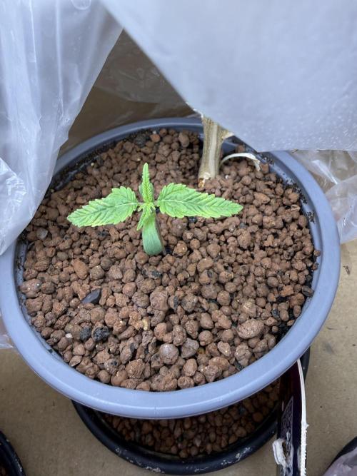 The tale of Hy-Pro and my SuperStrains!. Week 1 - Girl Scout Cookies