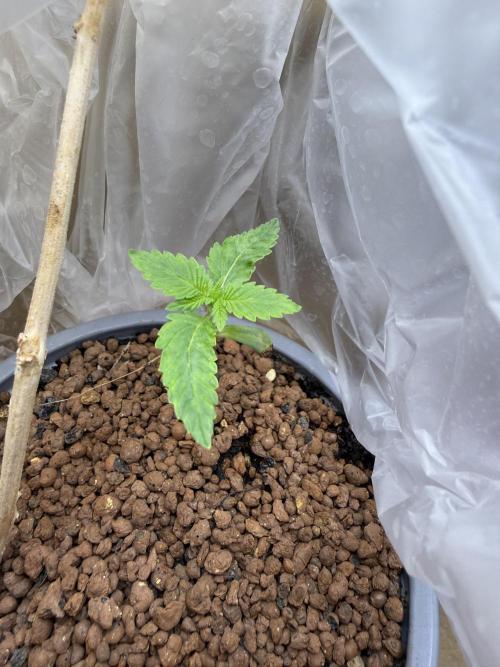 The tale of Hy-Pro and my SuperStrains!. Week 1 - Permanent Marker