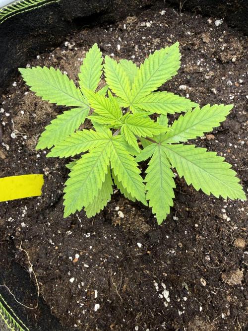 The tale of Hy-Pro and my SuperStrains!. Week 2 - Permanent Marker