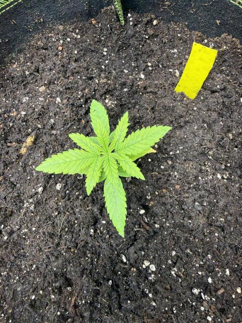 The tale of Hy-Pro and my SuperStrains!. Week 2 - Oreoz