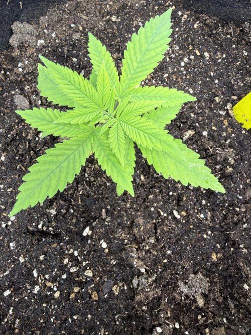 The tale of Hy-Pro and my SuperStrains!. Week 2 - Girl Scout Cookies
