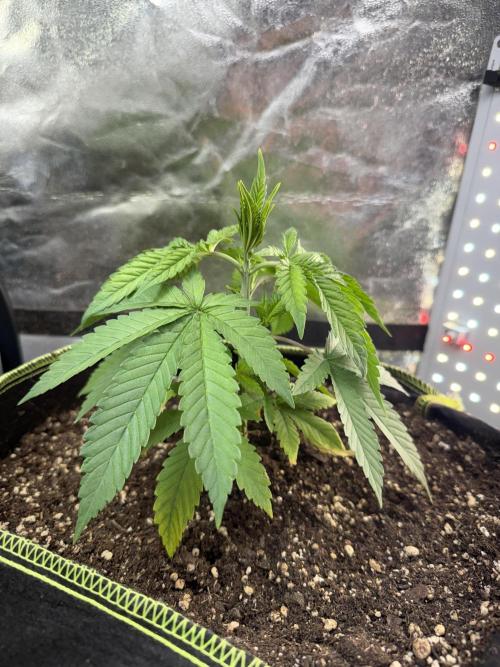 The tale of Hy-Pro and my SuperStrains!. Week 3 - Girl Scout Cookies