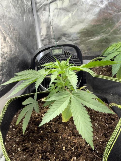 The tale of Hy-Pro and my SuperStrains!. Week 3 - Permanent Marker