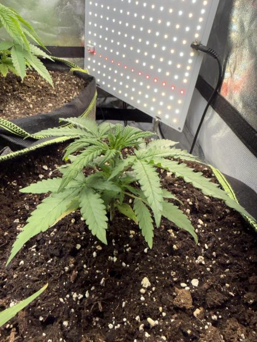 The tale of Hy-Pro and my SuperStrains!. Week 3 - Oreoz
