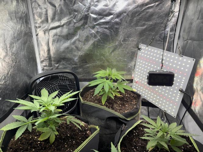 The tale of Hy-Pro and my SuperStrains!. Week 3 - All of them :p