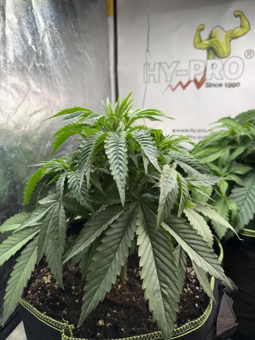 The tale of Hy-Pro and my SuperStrains!. Week 4 - Permanent Marker