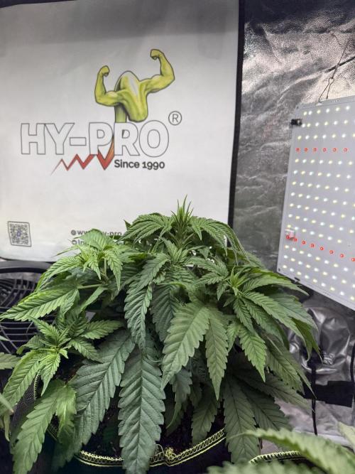 The tale of Hy-Pro and my SuperStrains!. Week 4 - Girl Scout Cookies