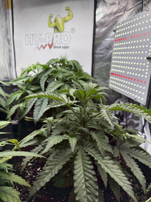 The tale of Hy-Pro and my SuperStrains!. Week 4 - Oreoz