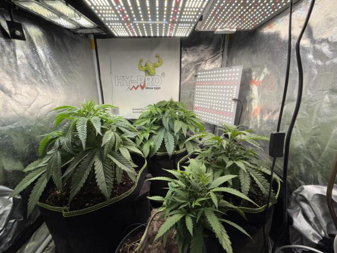 The tale of Hy-Pro and my SuperStrains!. Week 4 - its a jungle with some surprises :p