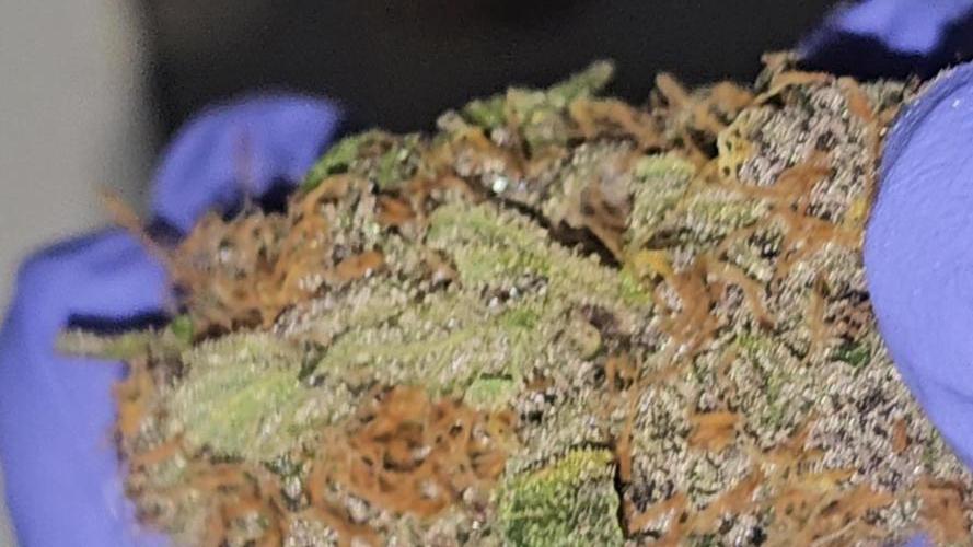 Dwc banana purple punch auto R3