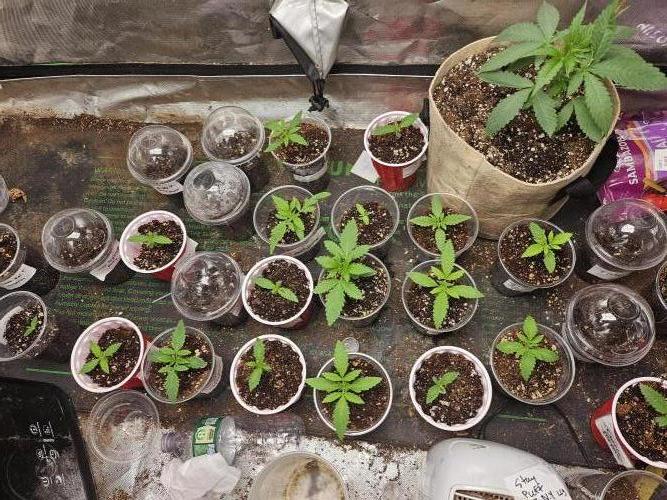 testing my own bred  photo/auto hybrids. Week 2