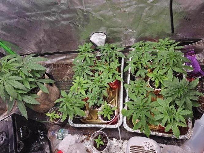 testing my own bred  photo/auto hybrids. Week 4