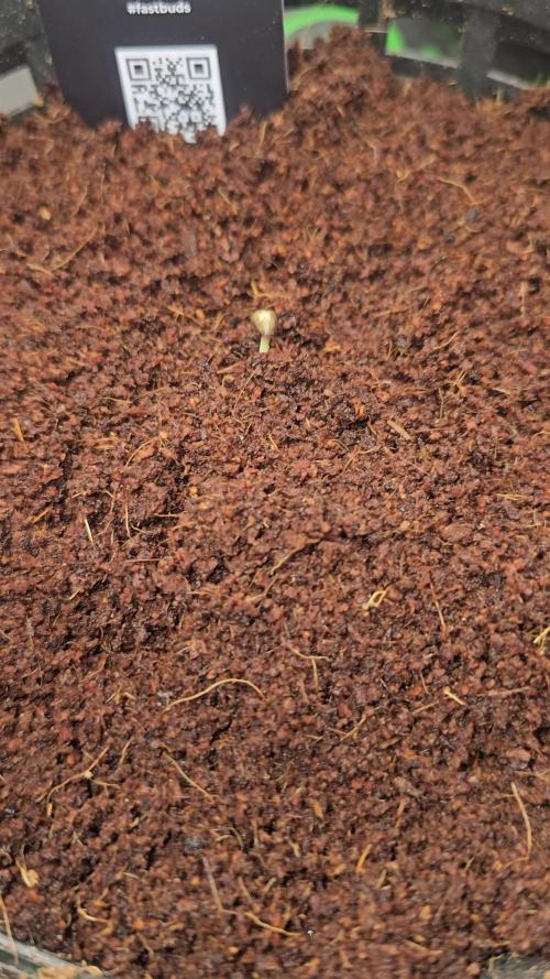 Dwc banana purple punch auto RF3