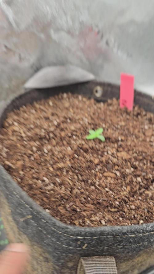 Dwc banana purple punch auto RF3