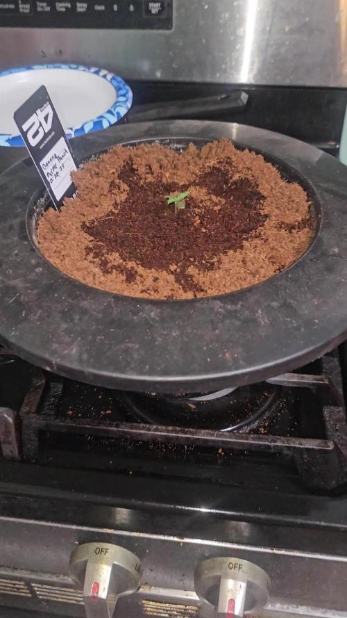 Dwc banana purple punch auto RF3