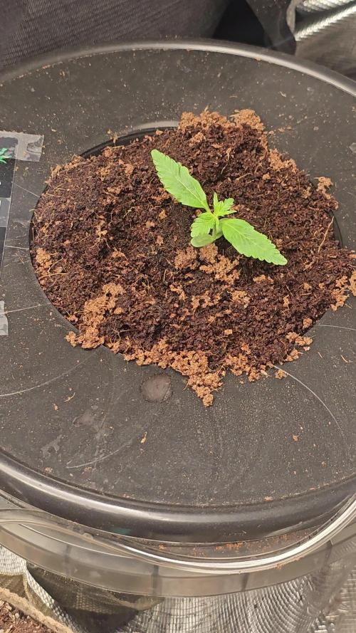 Dwc banana purple punch auto RF3