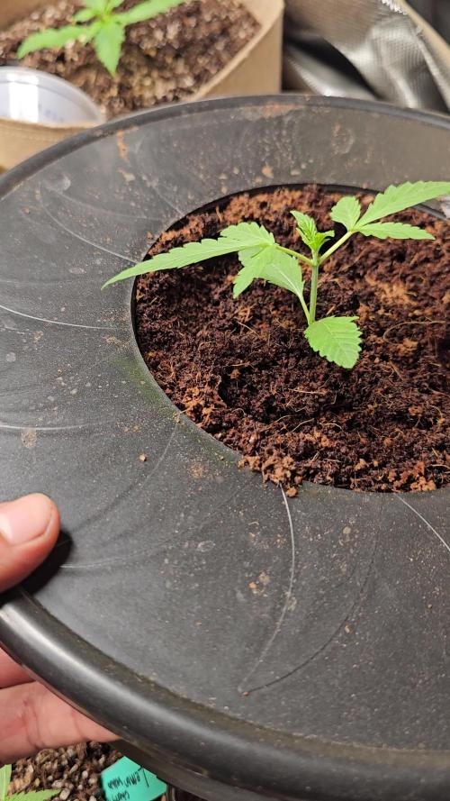 Dwc banana purple punch auto RF3