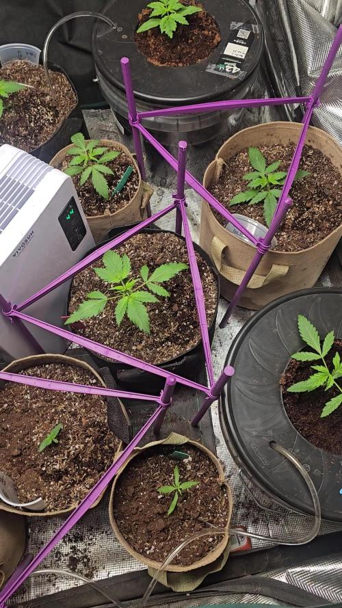 Dwc banana purple punch auto RF3