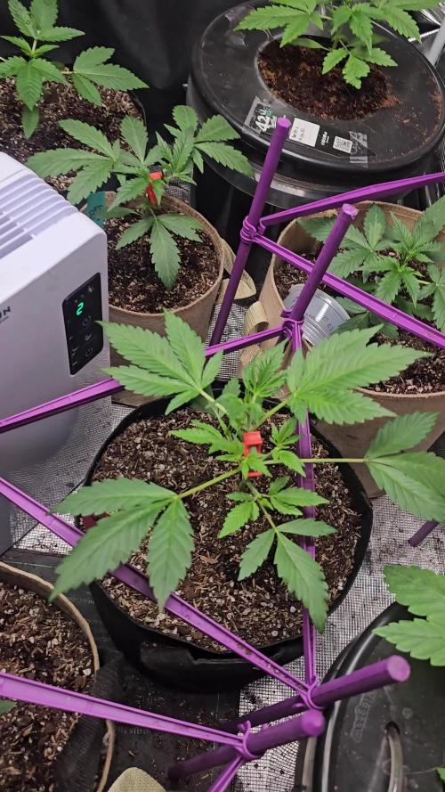 Dwc banana purple punch auto RF3