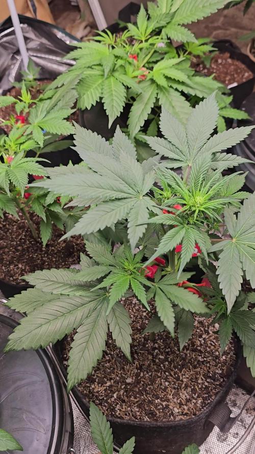 Dwc banana purple punch auto RF3