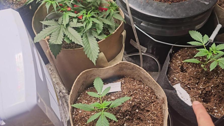 Dwc banana purple punch auto R3