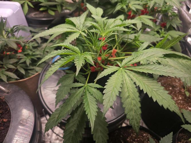 Dwc banana purple punch auto R3. Week 6