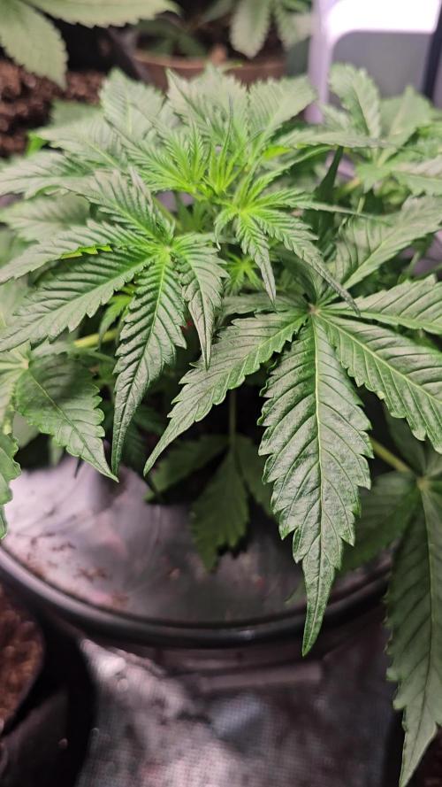 Dwc banana purple punch auto R3