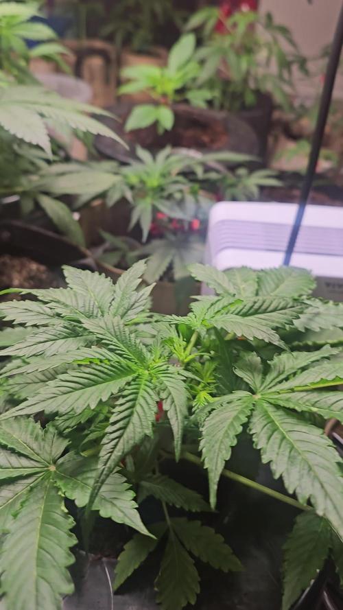Dwc banana purple punch auto R3