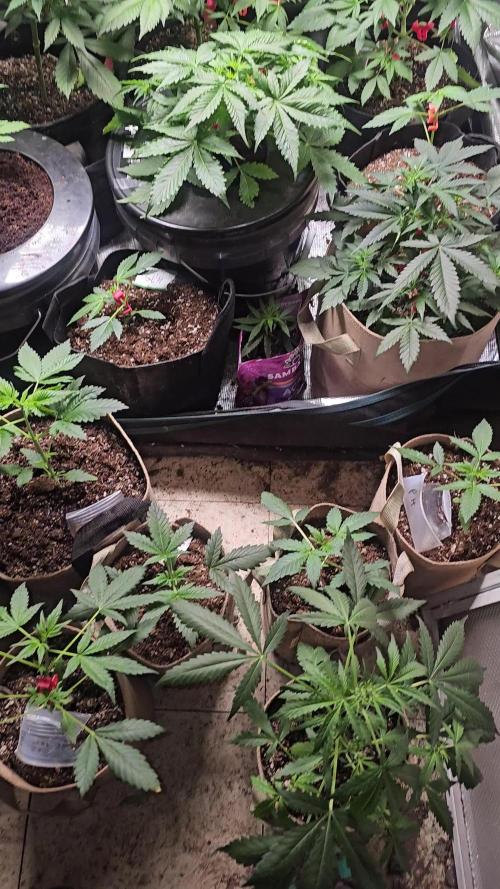 Dwc banana purple punch auto R3