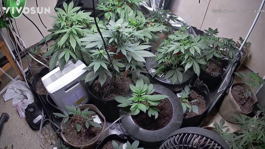 Dwc banana purple punch auto R3. Week 7