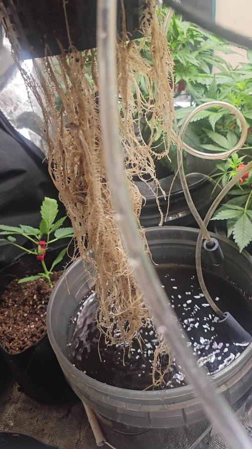 Dwc banana purple punch auto R3