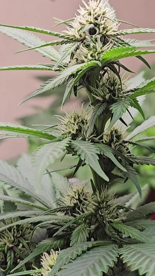 Dwc banana purple punch auto R3