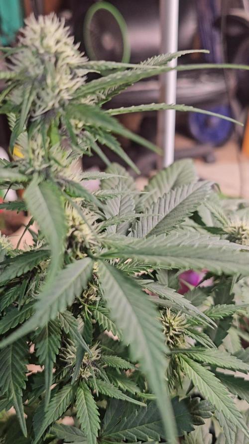 Dwc banana purple punch auto R3